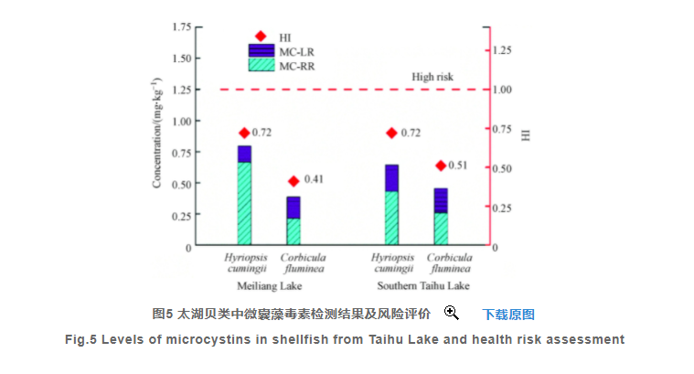 藻类与藻毒素——环境毒理学结课论文 image 3